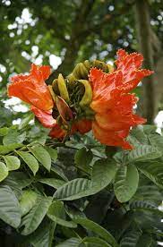 The california poppy, eschscholzia californica, is a hardy annual that's perfect for sowing in pots and containers, or in gaps in borders. What Is An African Tulip Tree Learn About African Tulip Tree Care