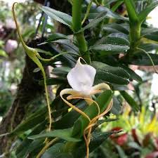 Image result for Angraecum moandense