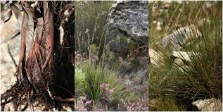 Image result for Costularia natalensis