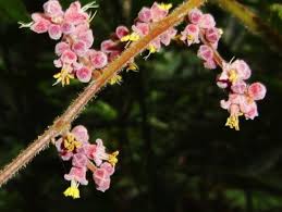 Image result for Obetia