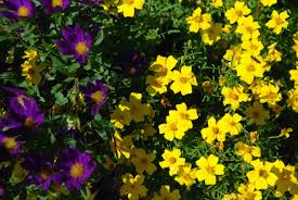 Image result for tagetes)