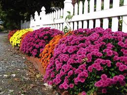 Mums Along The Fence Planting Mums Garden Mum Autumn Garden