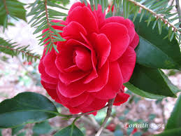 Red Floral Gardenia 3 Blog Jpg 3 264 2 448 Pixels Flowers Planting Flowers Giving Flowers
