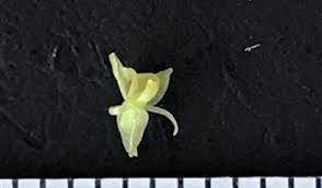 Image result for Liparis caespitosa