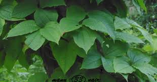 Image result for Dioscorea dregeana