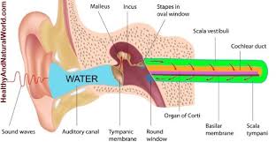 How do u get water out of your ear. Easy And Natural Ways To Remove Water Out Of Your Ear Water In Ear Water In Ear Remedy Swimmers Ear