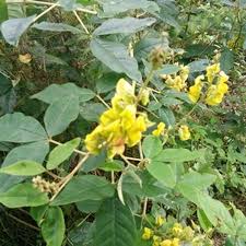 Image result for Crotalaria rhodesiae