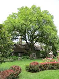 It is also used as a specimen tree or can be planted in small. 56 Trees Of Iowa Ideas Iowa Tree Iowa Farms