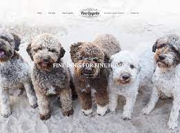 Our puppies grow up curious, happy and full of energy. Lagotto Romagnolo Texas Cheap Buy Online
