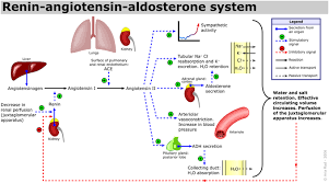 control of blood pressure boundless anatomy and physiology