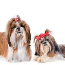 Another idea for shih tzu name inspiration: Shih Tzu Colors Coat Patterns Rare Colorings