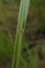 Image result for Scleria distans