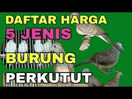 Harga terlaris burung perkutut bangkok bisa dikirim keseluruh indonesia. Daftar Harga 5 Jenis Perkutut Baru Baru Ini Youtube
