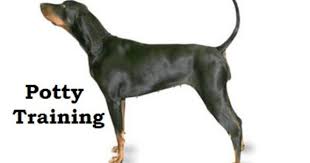 Black And Tan Coonhound For Sale In Michigan Black And Tan Coonhound How To Potty Train A Black And Tan Coonhound Black And Tan Coonhound House Training Tips Dog Potty Training Puppy Training Dog Potty