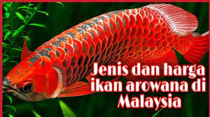 In lah top 5 ikan yang berharga tinggi yang ada di malaysia. Jenis Dan Harga Ikan Arowana Di Malaysia Youtube