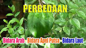 4 jari kayu bidara laut ditambah sedikit garam direbus dengan 1 liter air sampai airnya tinggal setengah. Perbedaan Bidara Laut Bidara Apel Putsa Bidara Arab Dari Bentuk Morfologi Pohon Dan Daun Youtube