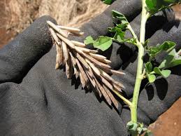 Image result for Indigofera mimosoides