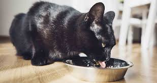 Iams proactive health healthy senior dry cat food, chicken flavor. 11 Best Cheap Cat Foods For 2021 Budget Cat Food Rated Reviewed