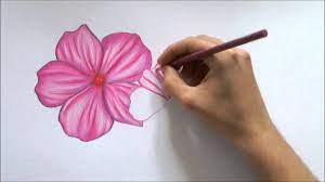How To Draw A Flower Color Pencil Drawing Youtube They are bright, desired, pleasantly smell.