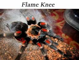 Pin By Haruka On Hinh động Vật Va Thu Cưng Spiders Scary Spider Brachypelma Auratum