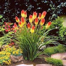 When other plants struggle to survive the heat of arizona's. Perennial Flowers That Show Off For Years Signals Az