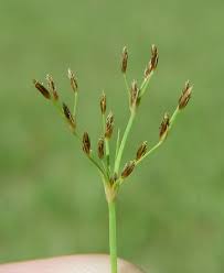 Image result for Fimbristylis squarrosa