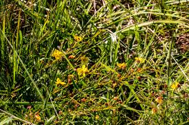 Image result for Isoglossa laxiflora