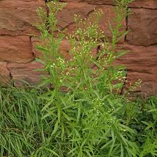 Image result for Conyza limosa