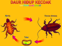 Setelah satu atau beberapa arkegonium dibuahi,mulailah perkembangan embrio yang biasanya bersifat endoskopis. Daur Hidup Kecoa Tahapan Proses Penjelasan Beserta Gambarnya