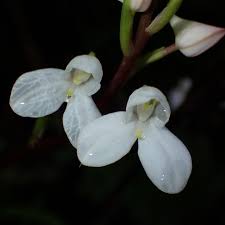 Image result for Disa saxicola