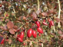 Barberry Berberis Faydalari Yan Etkiler Ilaclar Ile Etkilesimi Herbalist Adnan Yildirim Bitki Yag Yakma Otlar