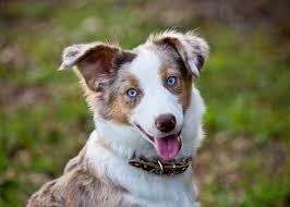 7 Dog Breeds With Blue Eyes With Pictures Hepper