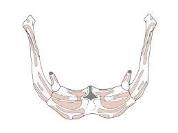 Les fibres musculaires de la langue prennent des directions variées. La Langue Ppt Video Online Telecharger
