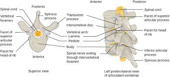 Image result for Lumbar vertebrae
