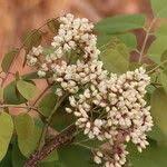 Image result for Dalbergia boehmii