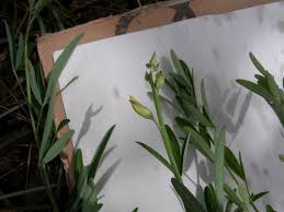 Image result for Crotalaria torrei