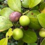 Image result for Acokanthera schimperi