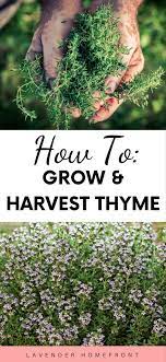 Growing And Harvesting Thyme Growing Thyme Thyme Garden Thyme Plant