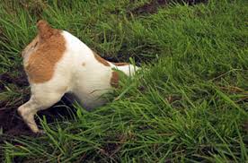 Image result for cuterebriasis in dogs