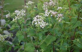 Ageratina Altissima Wikipedia