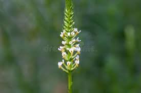 Image result for Hebenstretia