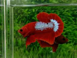 Ohmpk Red Hellboy Ikan Cupang Kolam Ikan Ikan