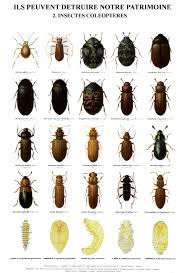 Insectes Museophages Ocim Insectes Musee Entomologie