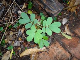 Image result for Senna tora