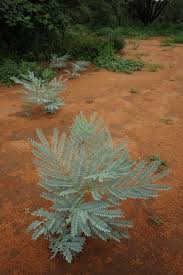 Image result for Elephantorrhiza elephantina