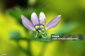 Image result for Cleome rutidosperma
