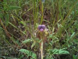 Image result for Kotschya uguenensis