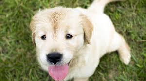 If it isn't eaten, take it away. Reasons Why Puppies Eat Poop And How To Stop It