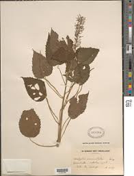 Image result for Acalypha racemosa