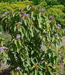 Image result for Solanum memphiticum